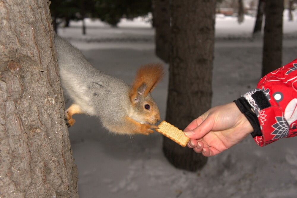 Евразийская рыжая белка ( Sciurus vulgaris ), своим коготком трогает крекер, предложенный человеком, в заснеженном парке