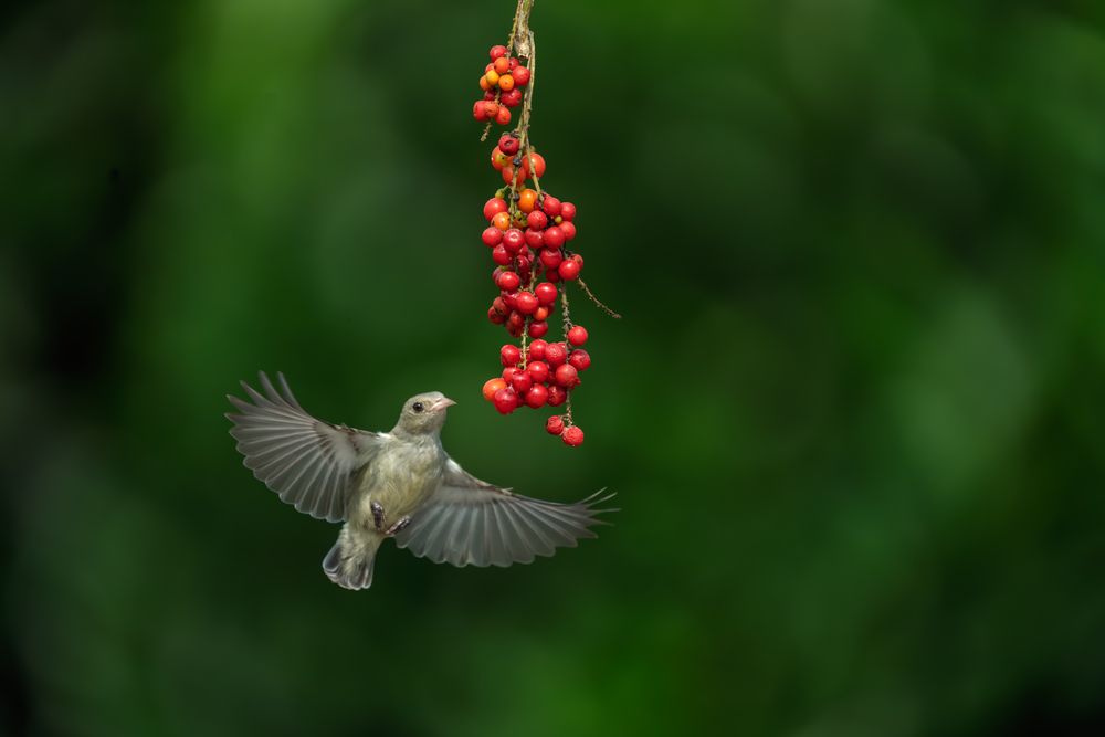 Nature’s Mini Marvel