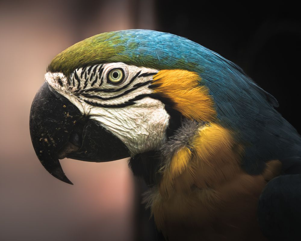 Photograph by KOHAGI