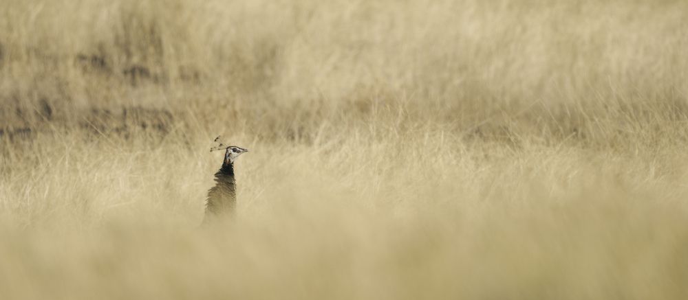 Photograph by Никита Филиппов