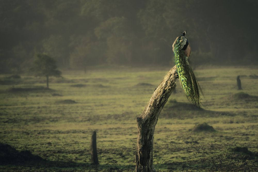 Photograph by Никита Филиппов
