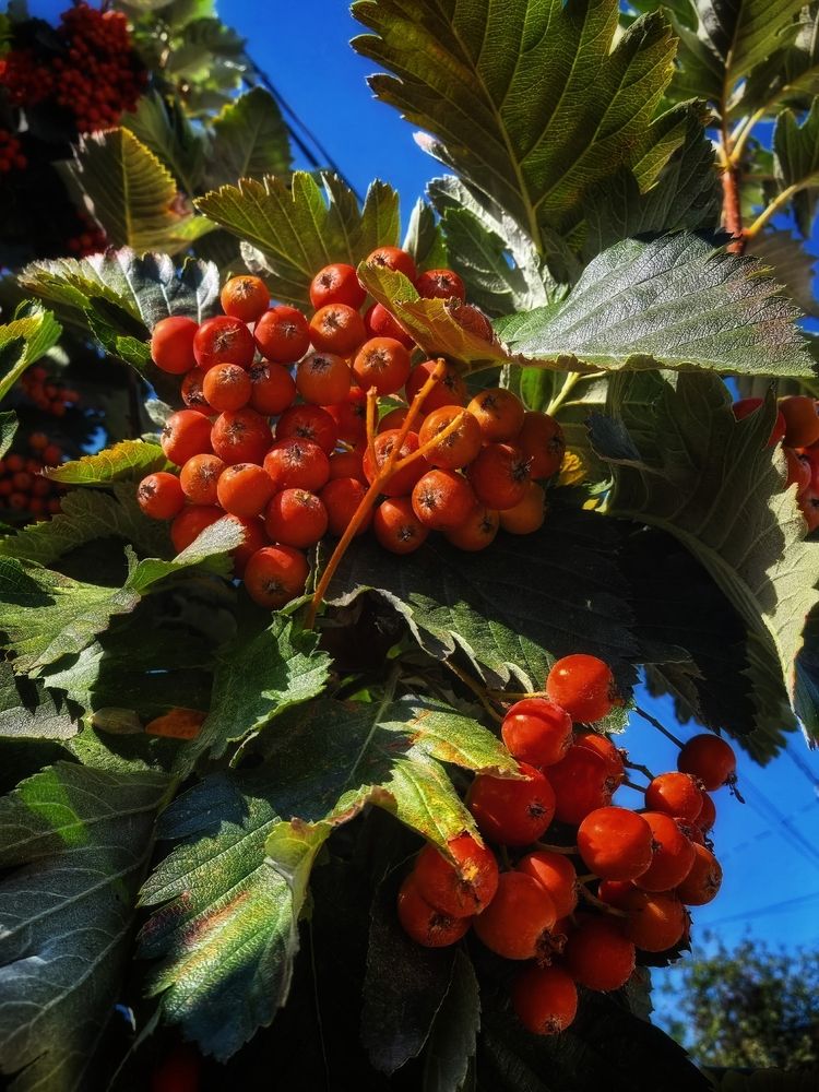 Photograph by Елена Оборник