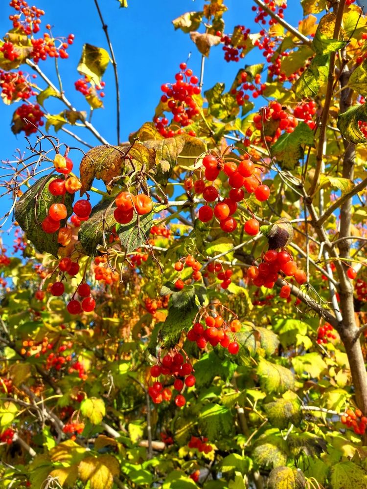 Photograph by Елена Оборник