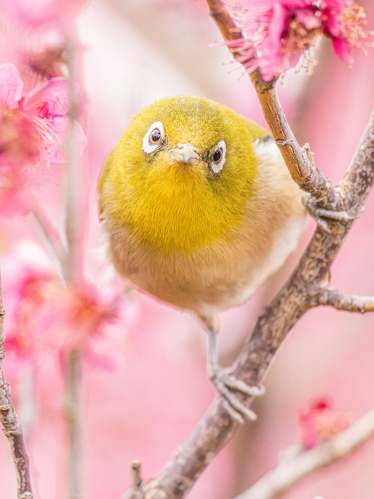 Photograph by Asahina Akira