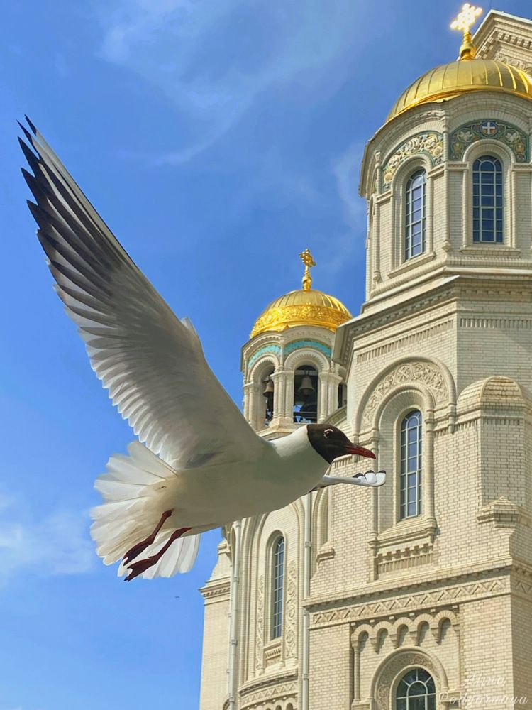 Photograph by Алина Подгорная-Стукун