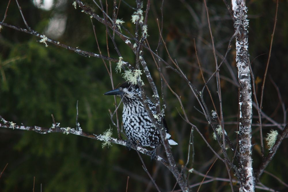 Кедровка(ореховка) / Nucifraga caryocatactes