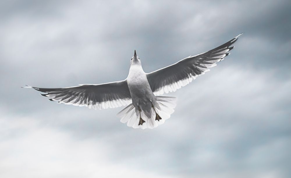 Photograph by Алла Андреева