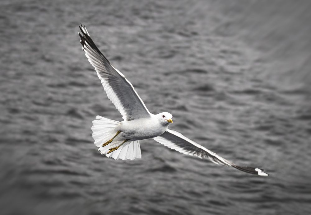 Photograph by Алла Андреева