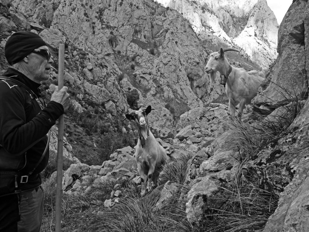 Las cabras de Arturo