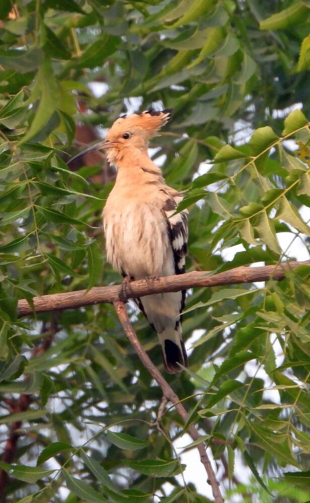 Photograph by Sougata Bhar