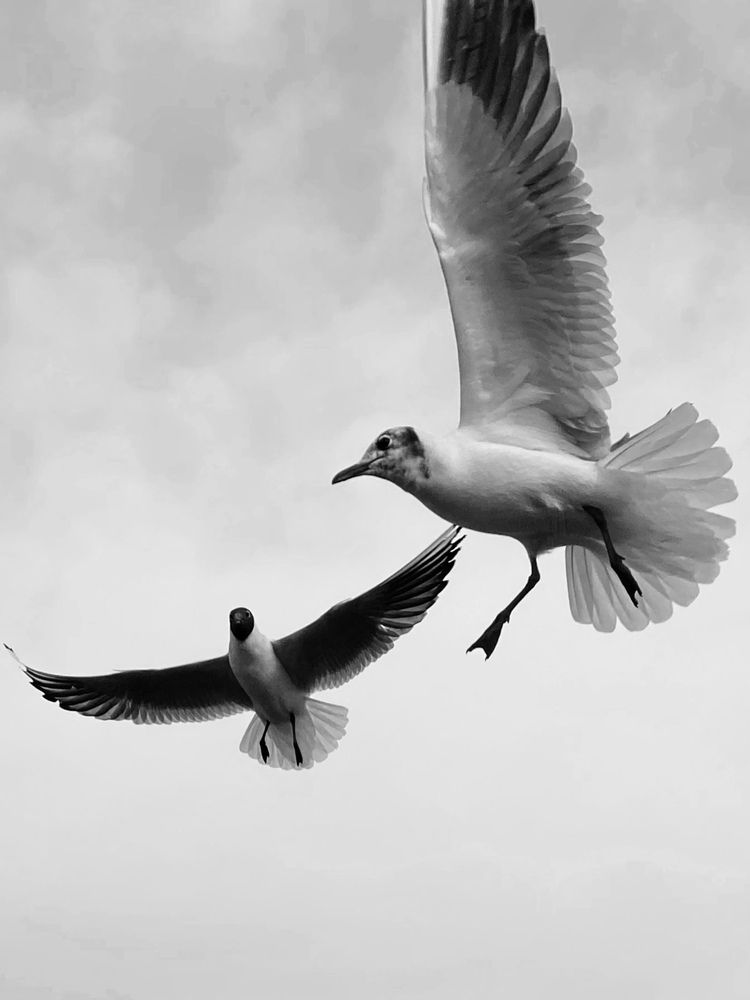 Photograph by Алина Подгорная-Стукун