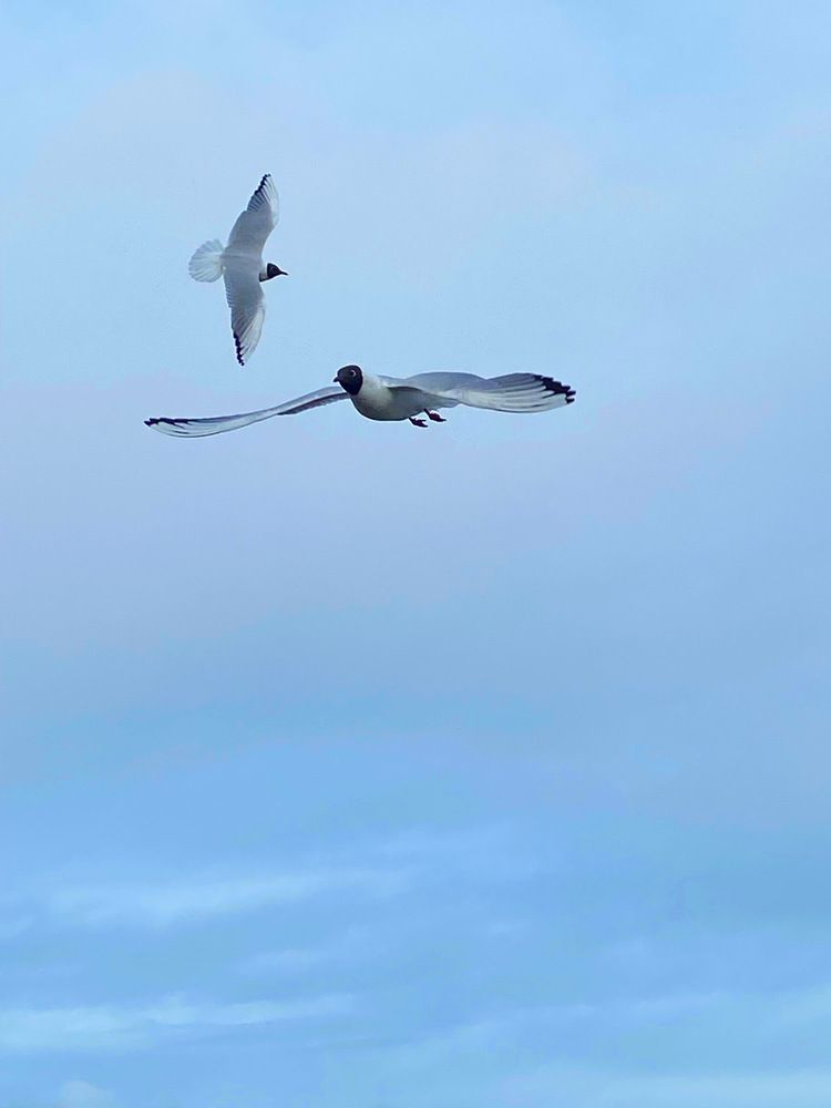 Photograph by Алина Подгорная-Стукун
