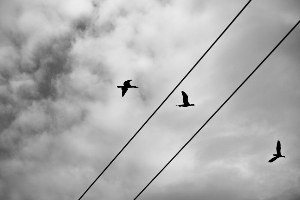 Through the wires