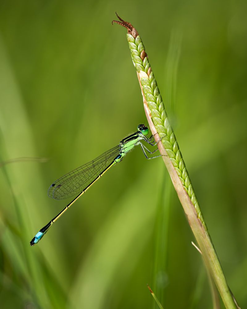 Photograph by KOHAGI