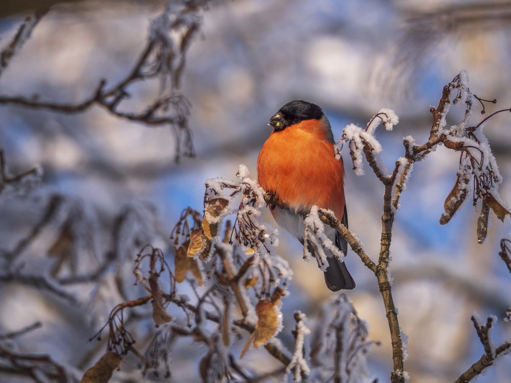 Photograph by Надежда Михайлина