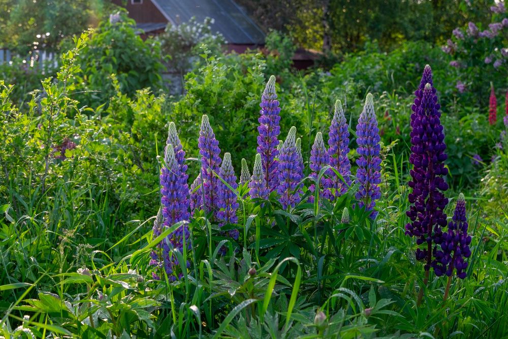 Фотография автора Наталья Липовская