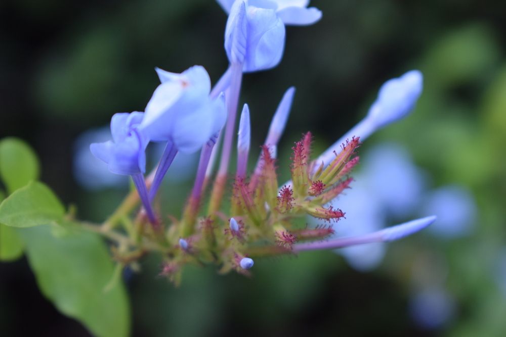 Photograph by SRINIVASA SUBRAHMANYAM SARIPALLI