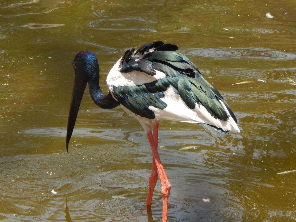 Photograph by SRINIVASA SUBRAHMANYAM SARIPALLI