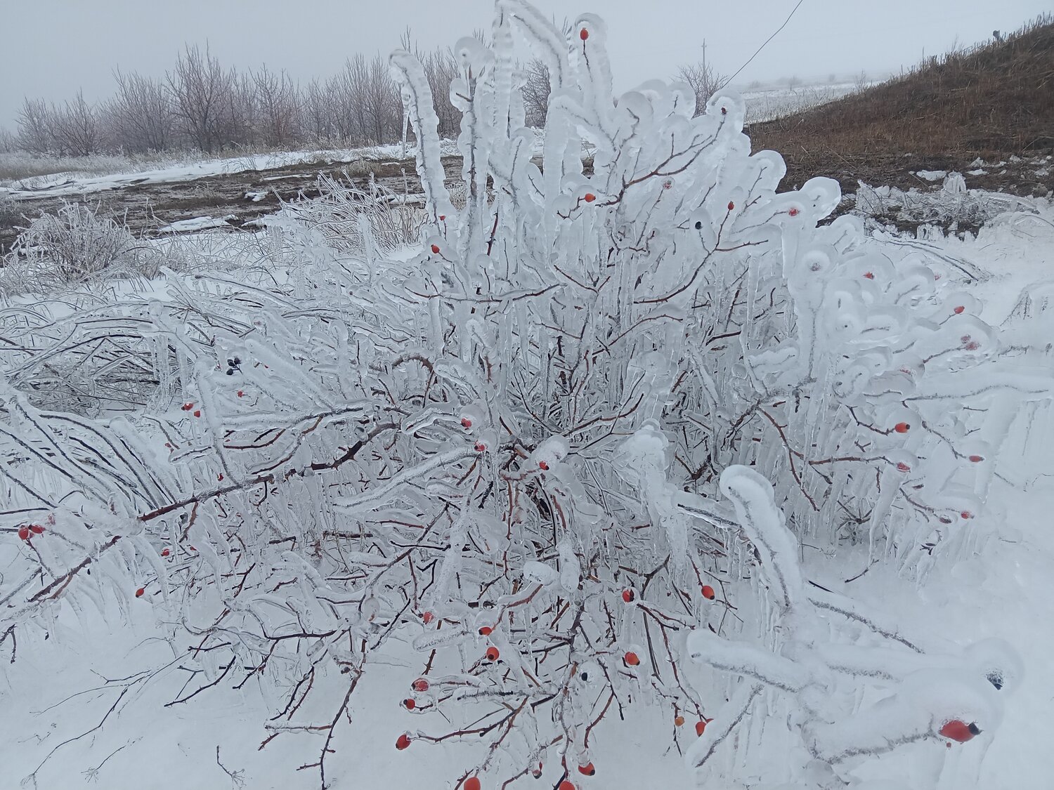 Photo #13171273