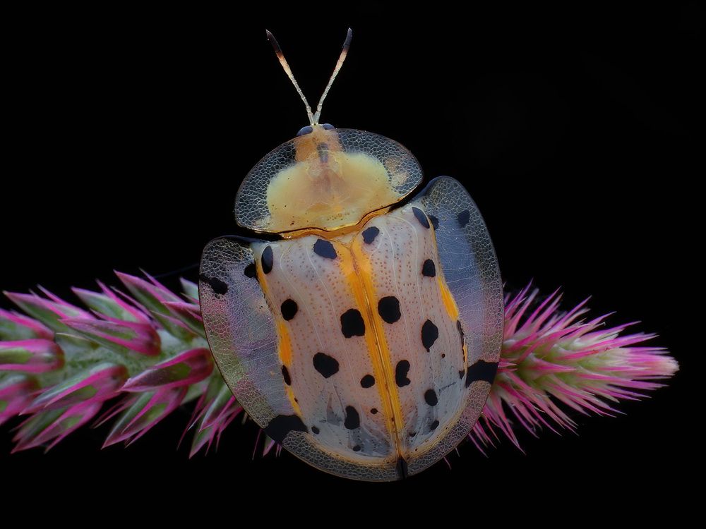 Photograph by Li Chen-You