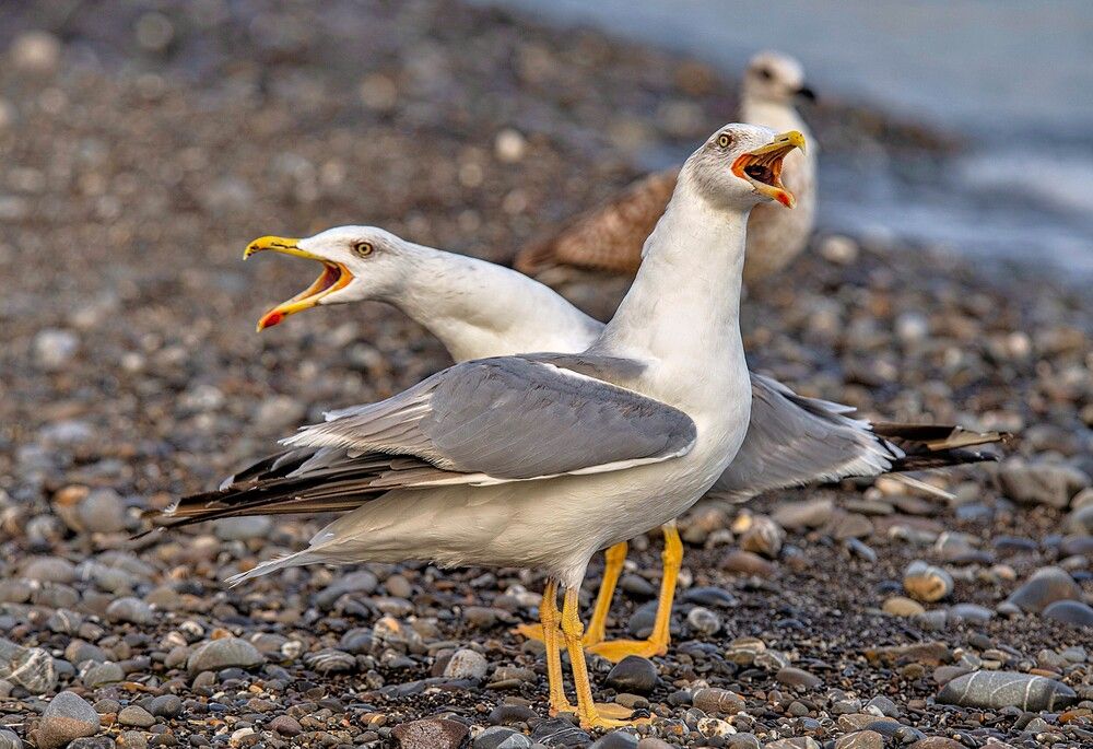 Photograph by Алексей Сиваков