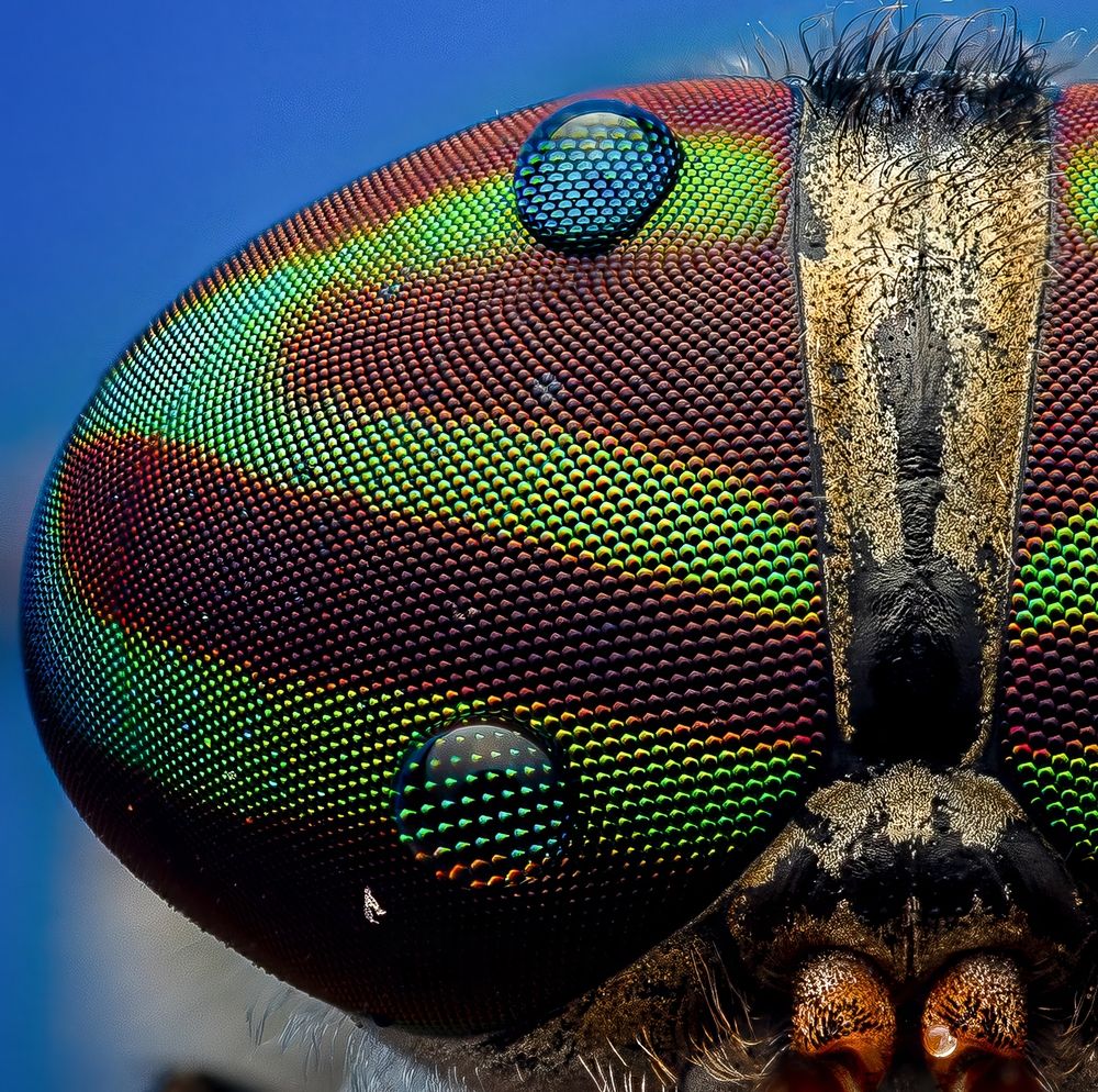 Photograph by Derek Moorse