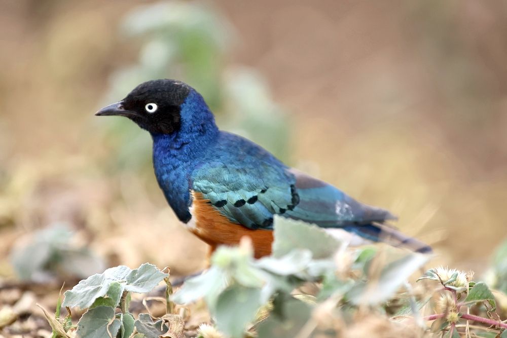 Фотография автора Голубков Леонид