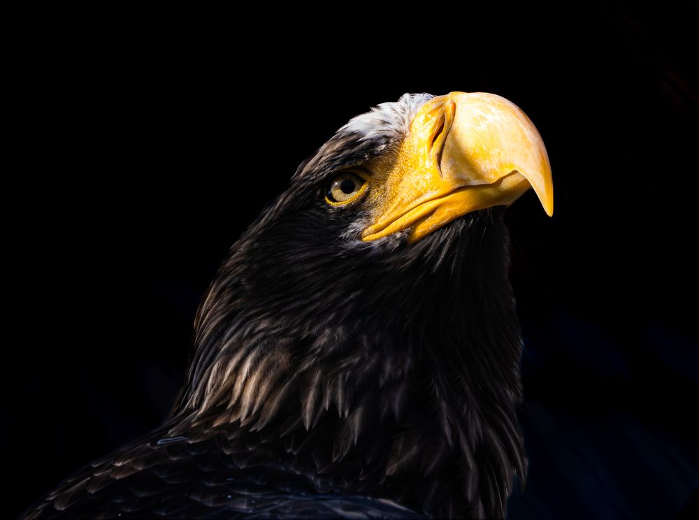A close-up portrait of Haliaeetus pelagicus