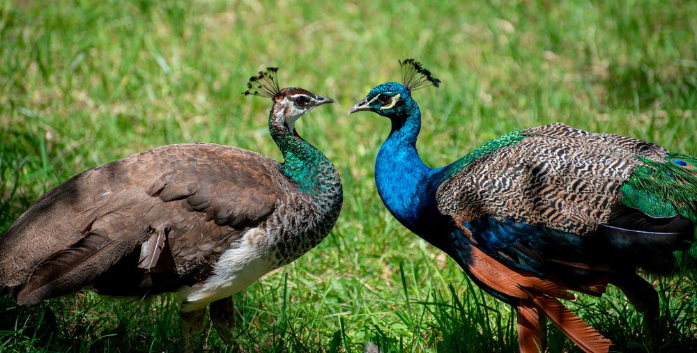 Photograph by Yevgeniy Shushunov