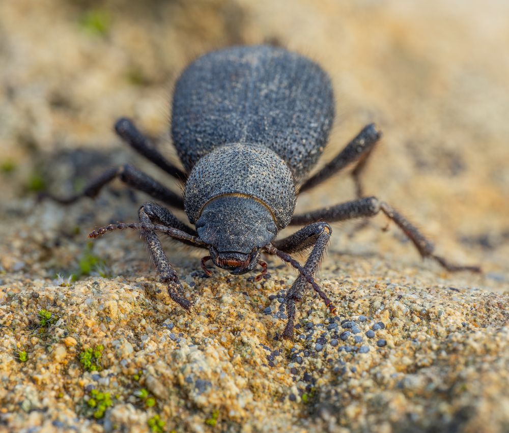 Photograph by Photons Reflectitur