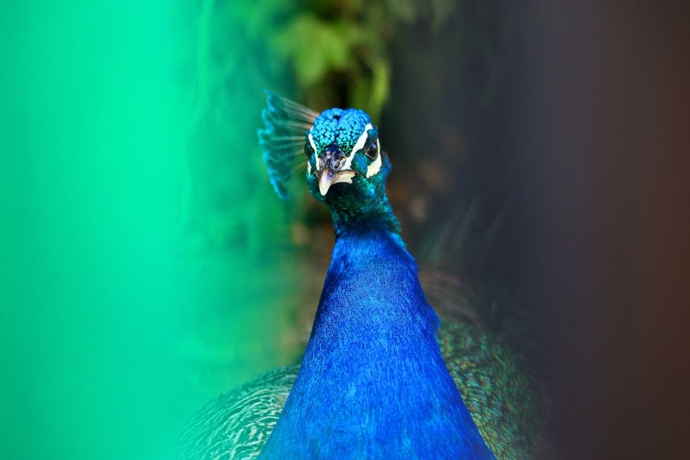 Фотография автора Татьяна Бравая