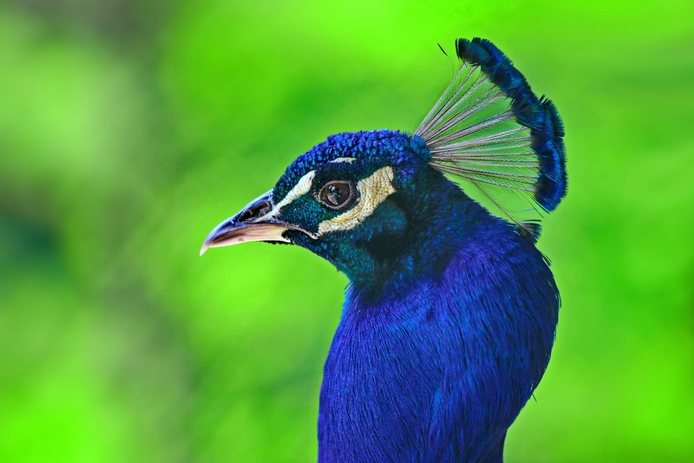 Фотография автора Татьяна Бравая