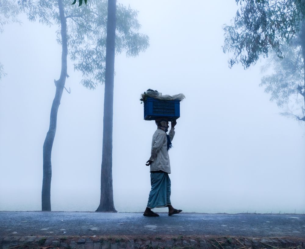 Carrying fresh vegetables to market.