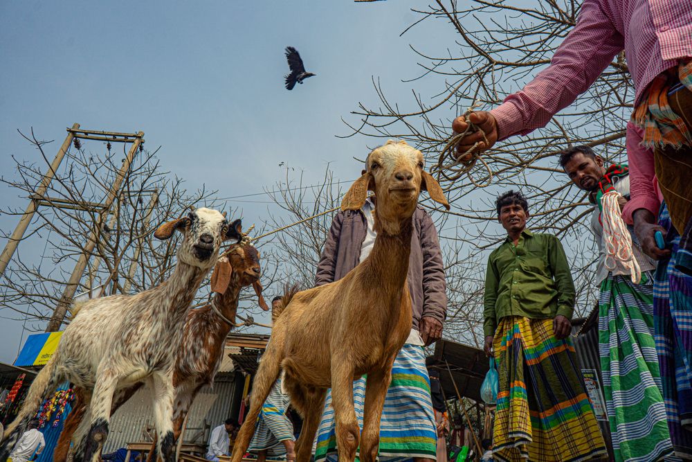 Photograph by neer photos