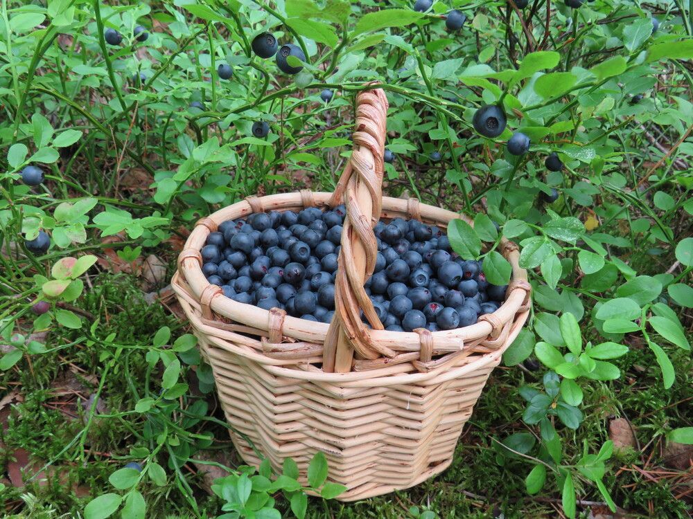 Photograph by Елена Кузина