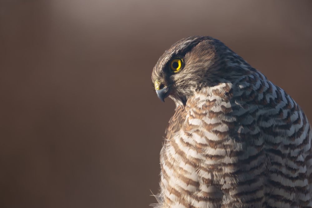 Photograph by Borisov Alexandr