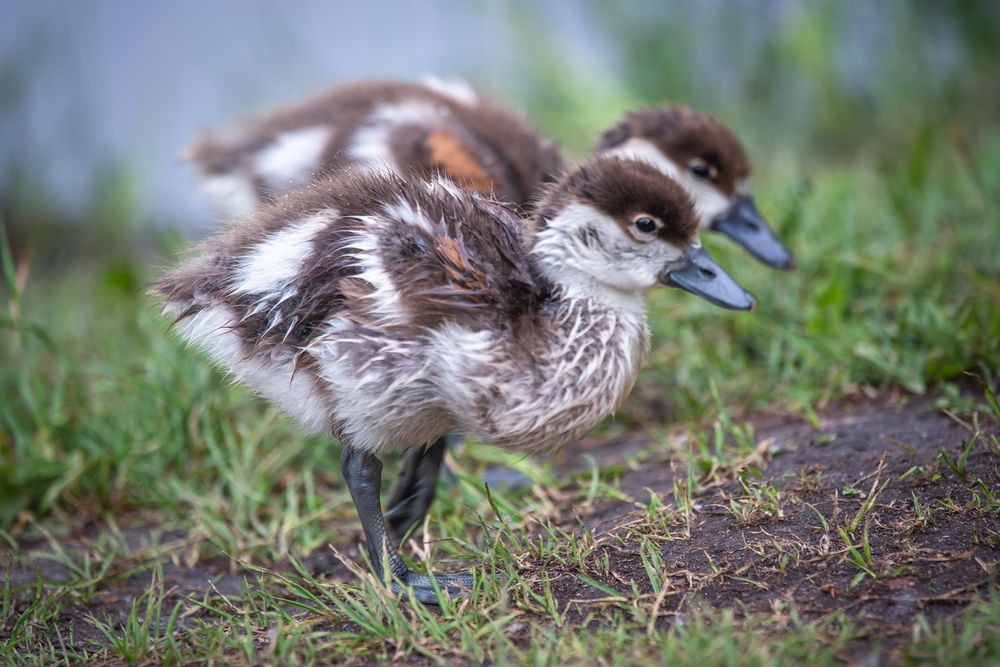 Photograph by Алексеев Сергей