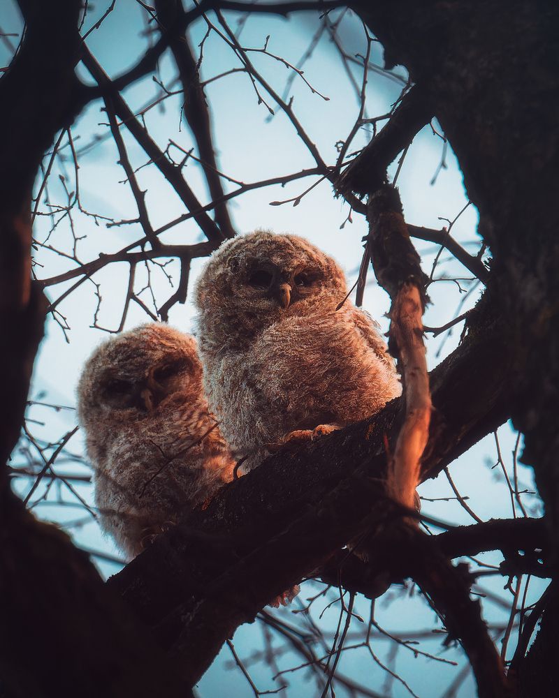 Любопытство