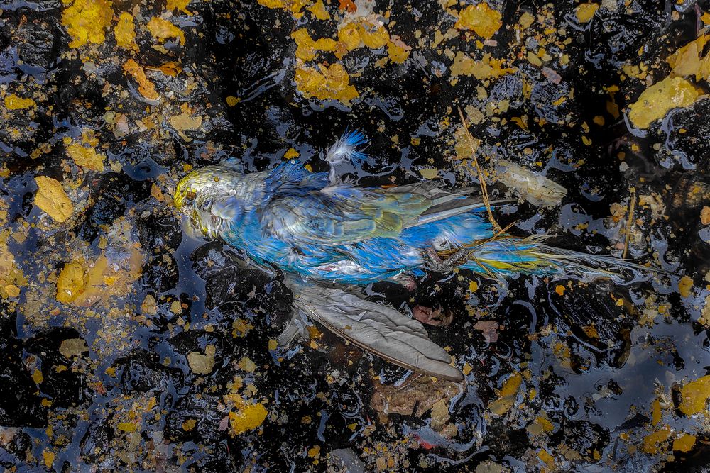 Photograph by neer photos