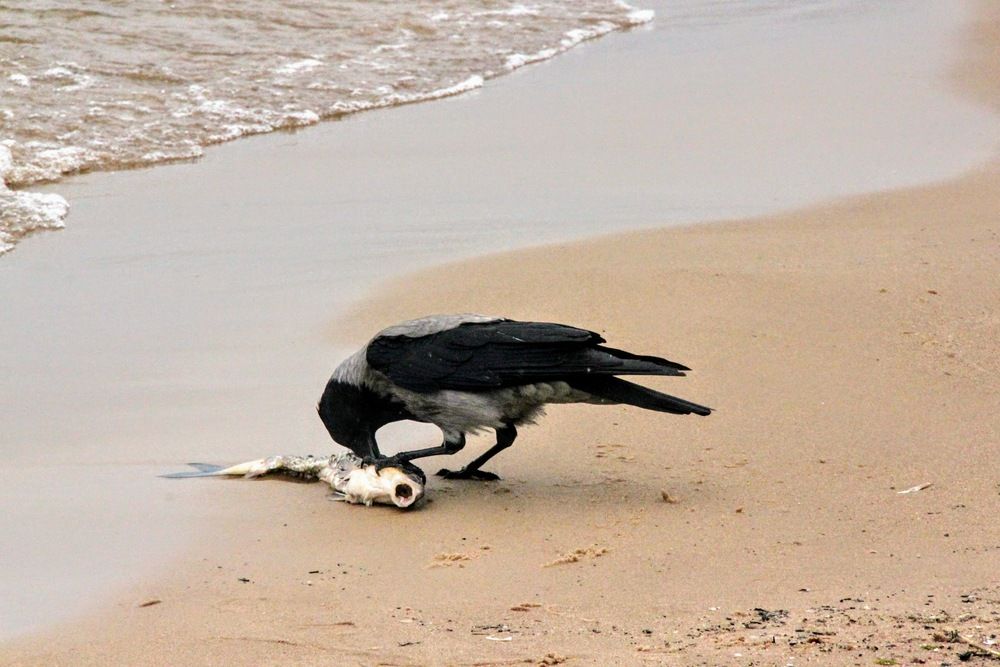 Photograph by Igors Rostikovs