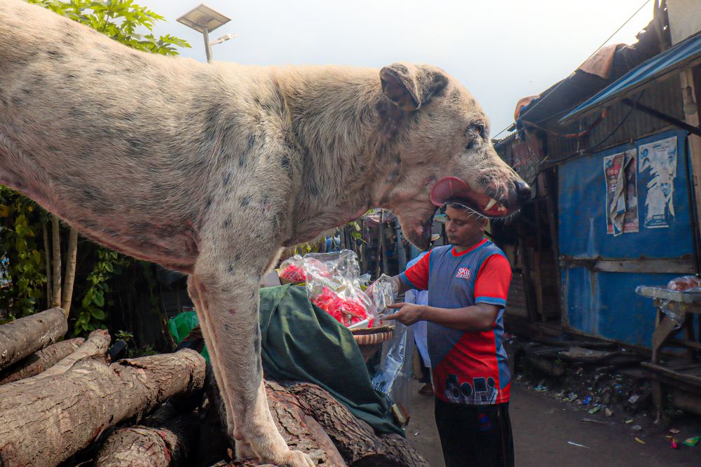 Photograph by neer photos