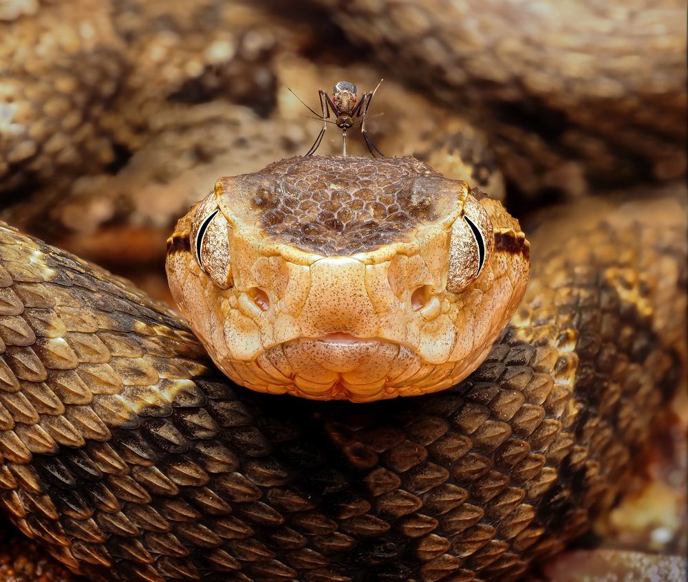 Photograph by Andrea Grammatico
