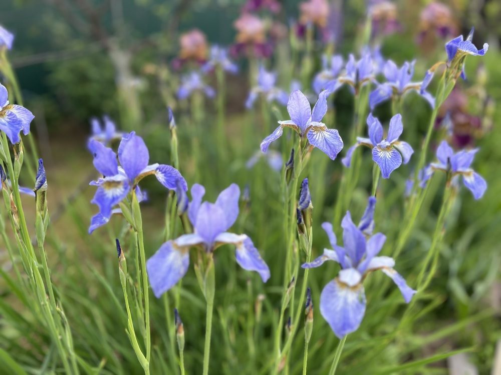 Photograph by Kira Ko