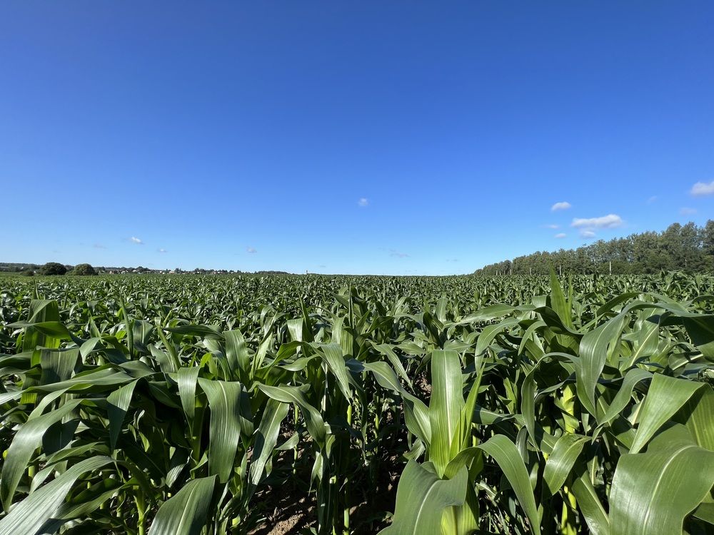 Photograph by Kira Ko