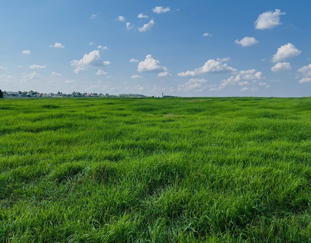 Photograph by Kira Ko