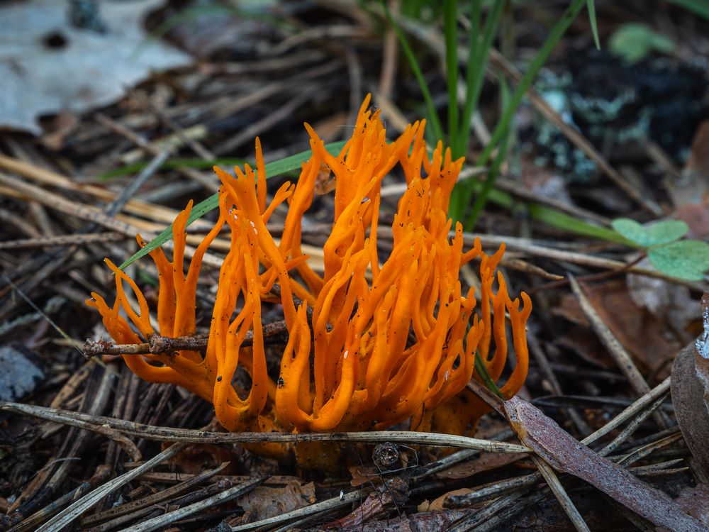 Calocera viscosa