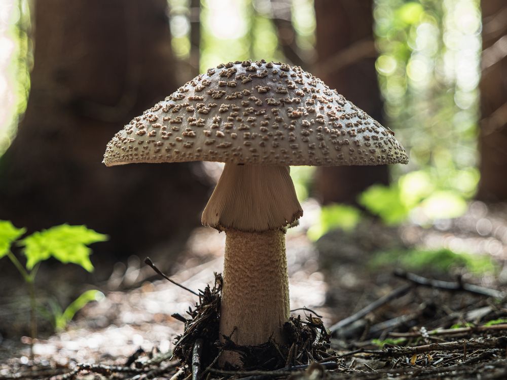 Amanita rubescens