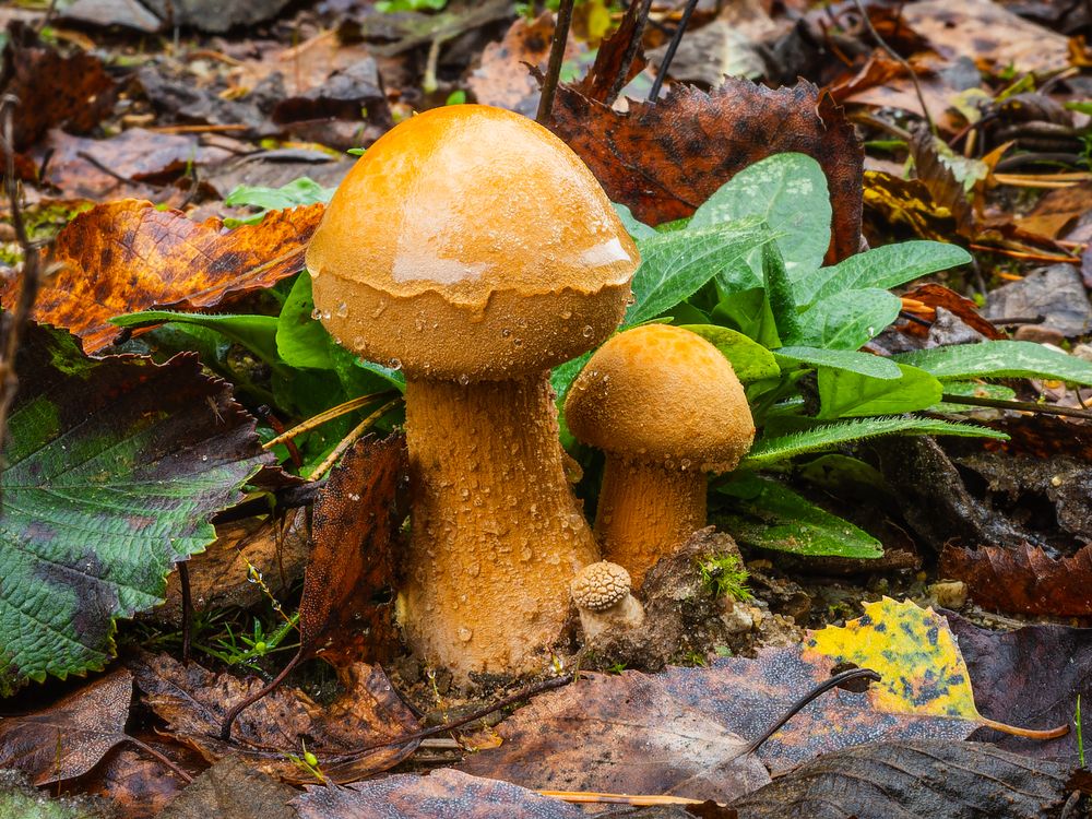 Phaeolepiota aurea