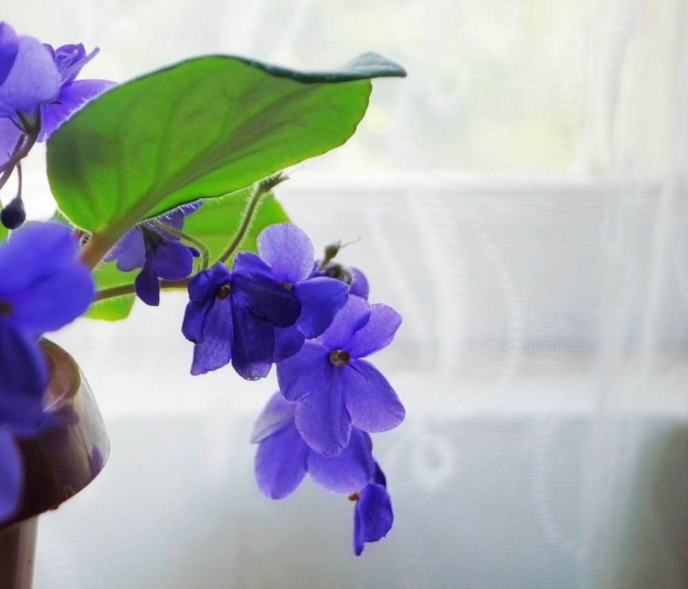 Photograph by Алла Бойко