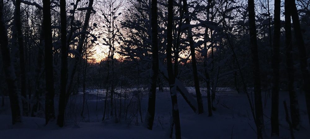Реадовский лес в Смоленске. Зима 2025-2026
